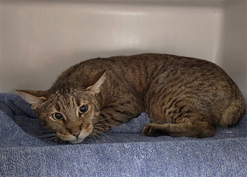 picture of the cat needing adoption