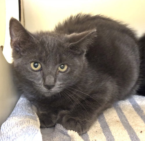 picture of the cat needing adoption
