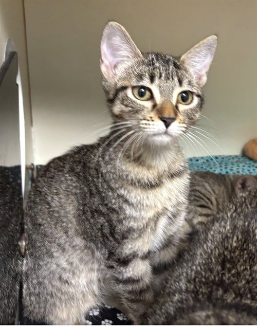 picture of the cat needing adoption