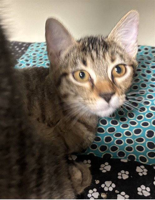 picture of the cat needing adoption