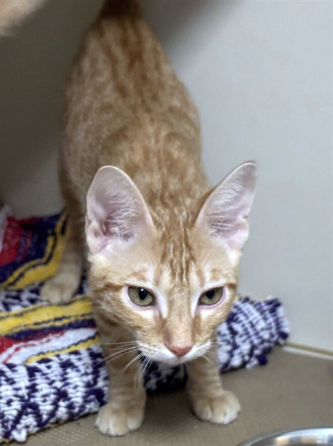picture of the cat needing adoption