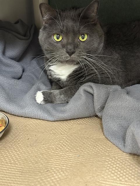 picture of the cat needing adoption