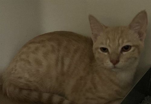 picture of the cat needing adoption