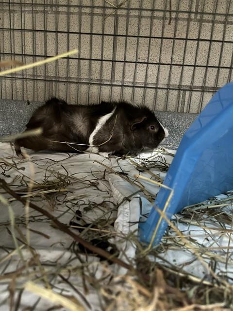 EDMUND, a guinea pig for adoption from Animal Rescue League of Boston - Headquarters
