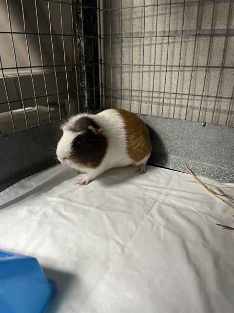 MR TUMMUSS, a guinea pig for adoption from Animal Rescue League of Boston - Headquarters