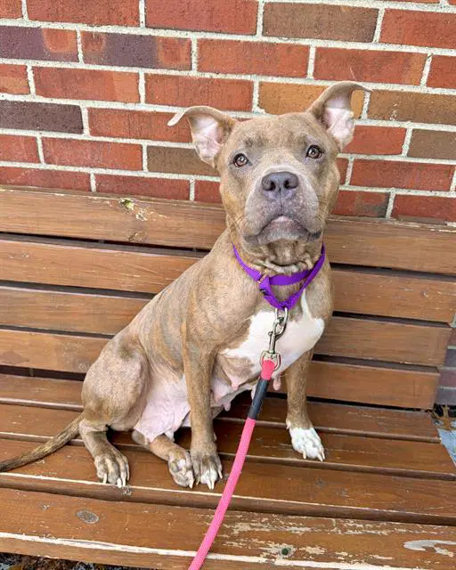 Ruby - Pit Bull Terrier