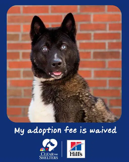 Carl - Akita