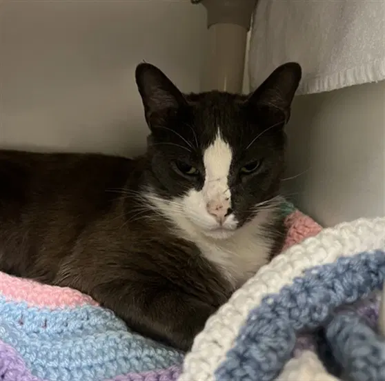 Johnny - Domestic Short Hair