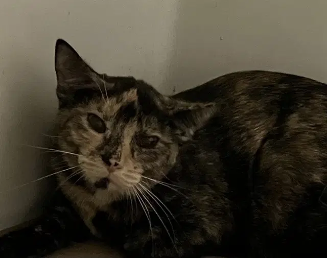 Tiramisu - Domestic Short Hair