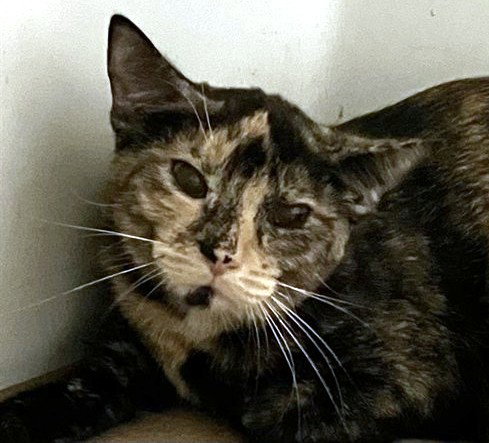 picture of the cat needing adoption