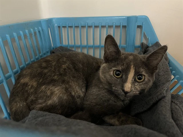 Juniper