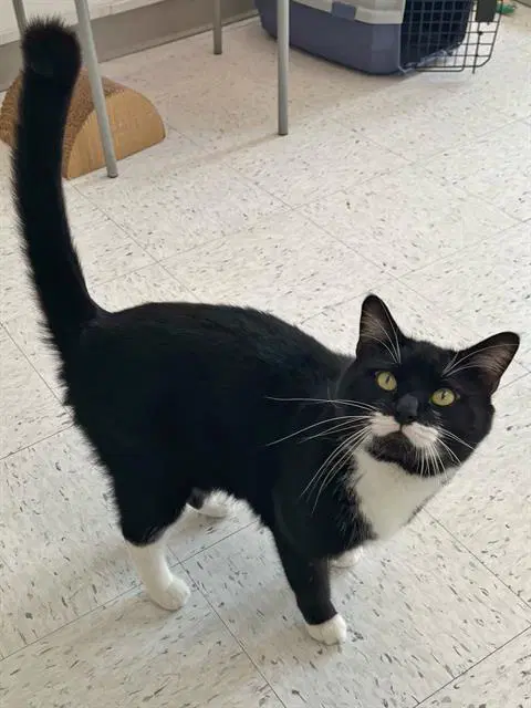 Neo - Domestic Short Hair