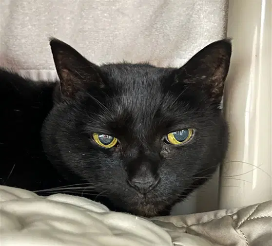 Raven - Domestic Short Hair
