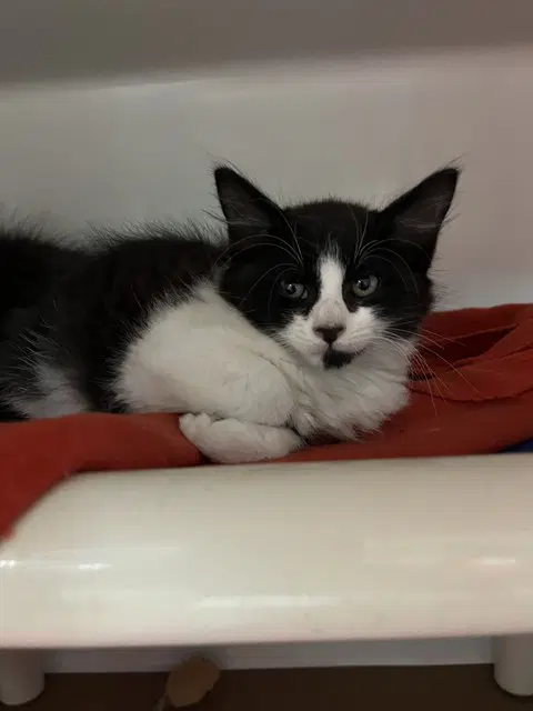 Boswell - Domestic Long Hair