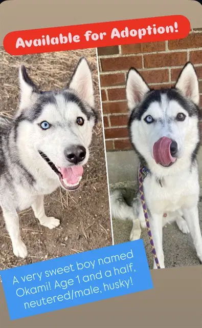 Okami - Siberian Husky