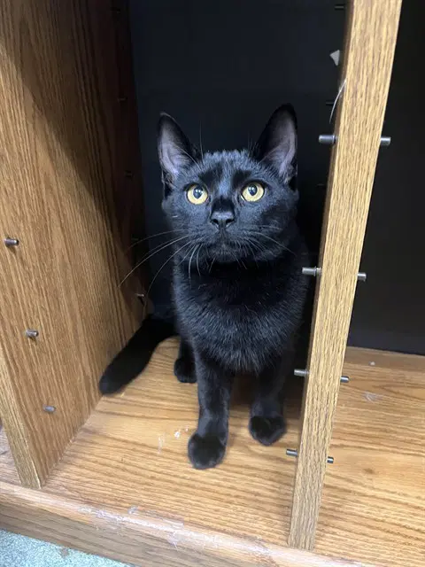 Pennywise - Domestic Short Hair