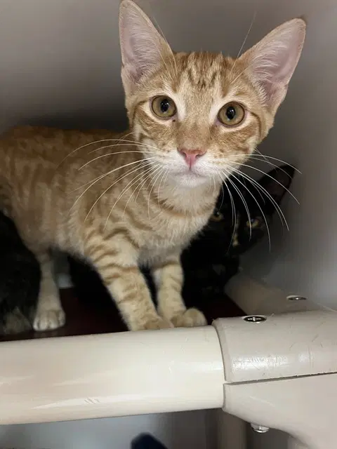 Ginger - Domestic Short Hair