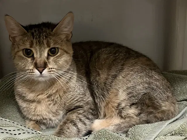 Nova - Domestic Short Hair