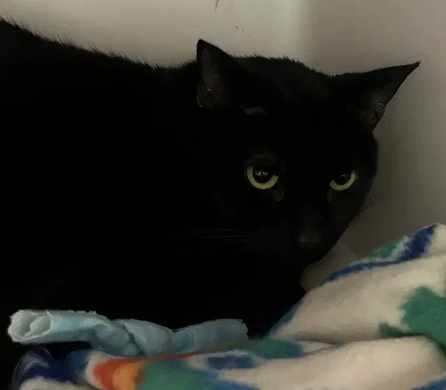 Salem - Domestic Short Hair
