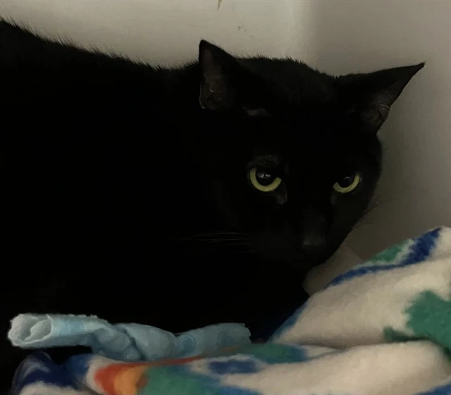 Salem