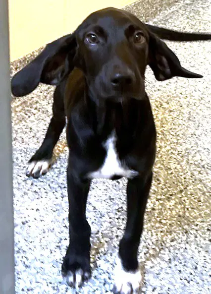 Dawson - Labrador Retriever