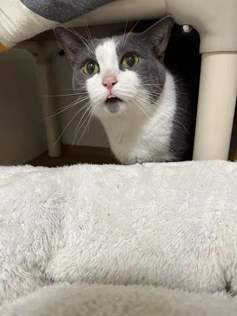 Barney - Domestic Short Hair