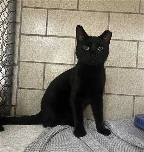 LICORICE, a cat for adoption from Animal Rescue League of Boston - Headquarters