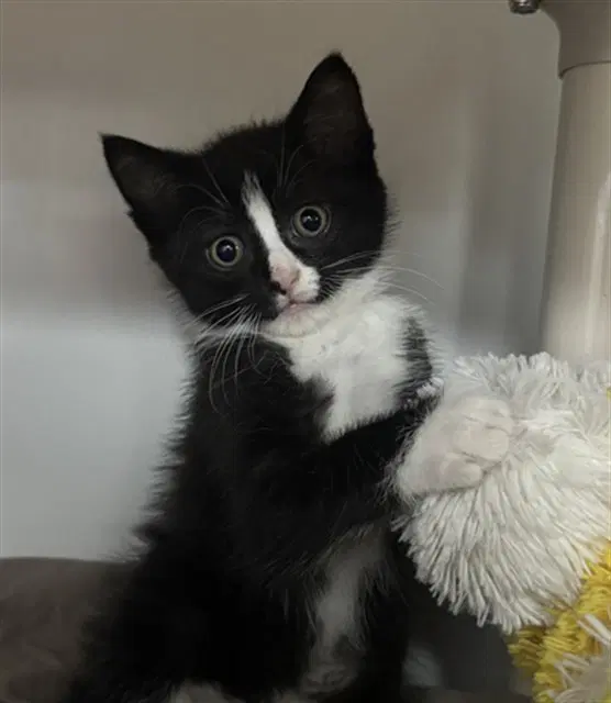 Henry Jr - Domestic Short Hair