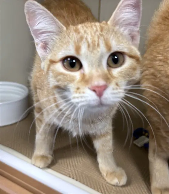 Boba - Domestic Short Hair