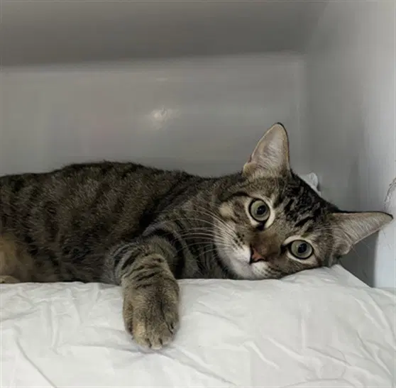 Audrey - Domestic Short Hair