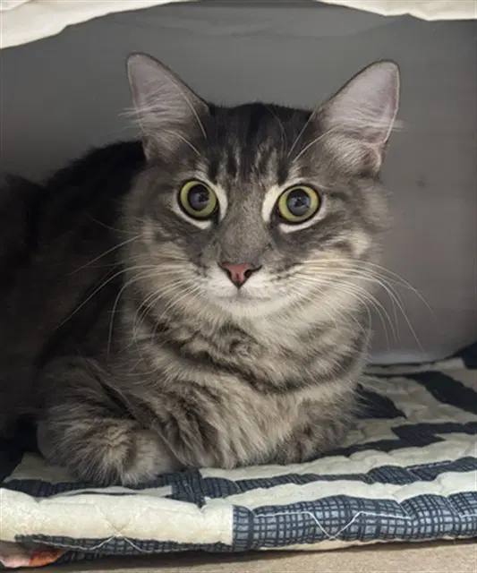 Simon - Domestic Long Hair