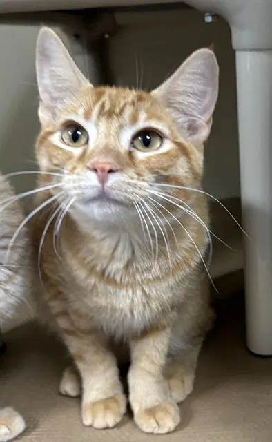 Ziggy - Domestic Short Hair