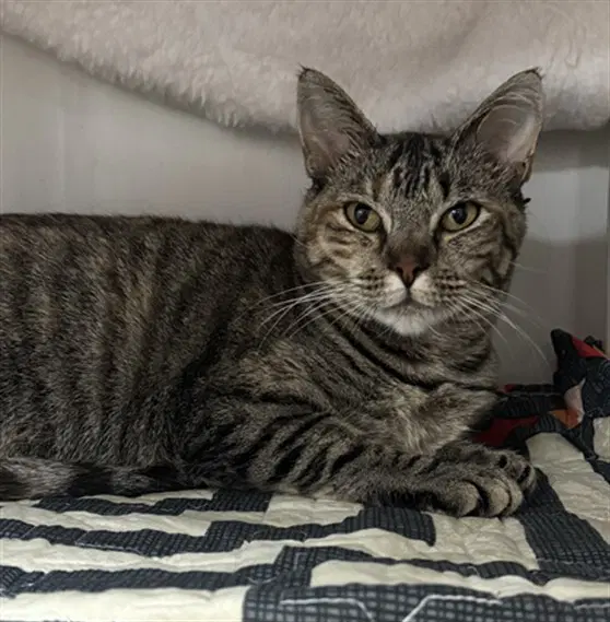 Barracuda - Domestic Short Hair