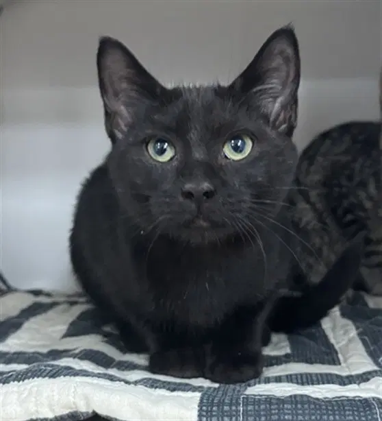 Tofu - Domestic Short Hair