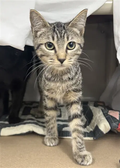 Felix - Domestic Long Hair