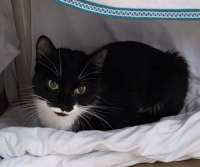 Autumn - Domestic Short Hair