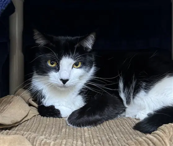Nunu - Domestic Short Hair