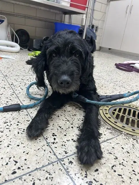 Zoey - Poodle (Standard)