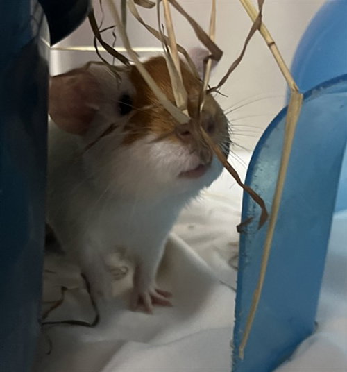 TATER TOT, a guinea pig for adoption from Animal Rescue League of Boston - Headquarters