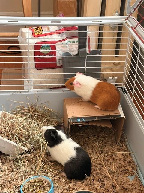 Tater Tot, Guinea Pig (medium coat)