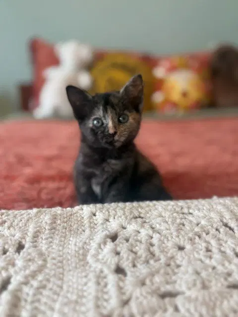 Mo - Domestic Short Hair