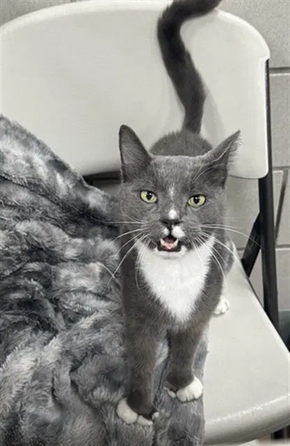 Oscar - Domestic Short Hair