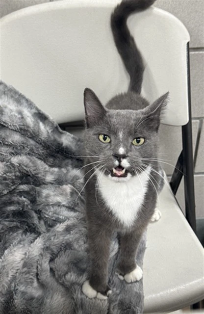 Oscar