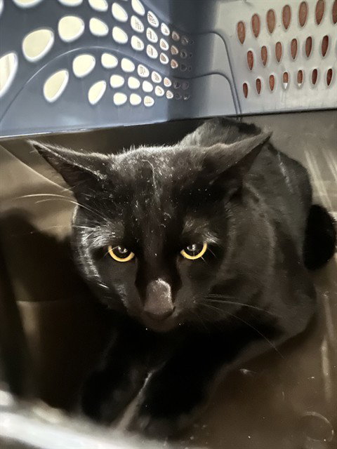BEN 10, a cat for adoption from Animal Rescue League of Boston - Headquarters