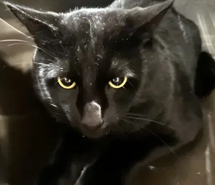 Ben - Domestic Short Hair