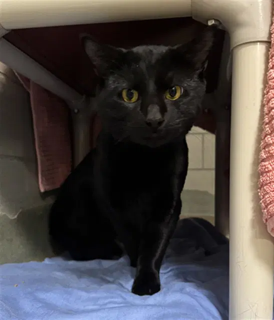 Ben - Domestic Short Hair