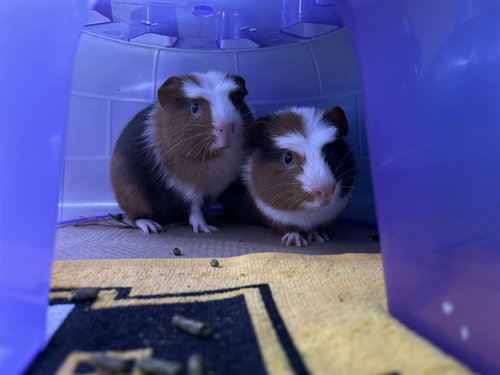 SHERMAN, a guinea pig for adoption from Animal Rescue League of Boston - Headquarters