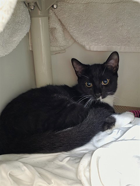 BEETLEJUICE, a cat for adoption from Animal Rescue League of Boston - Headquarters