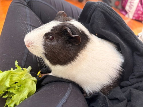 FINN, a guinea pig for adoption from Animal Rescue League of Boston - Headquarters