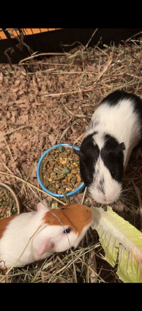 Finn, Guinea Pig (medium coat)